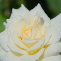 薔薇(白)2