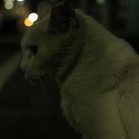 CANON(キヤノン)のデジタル一眼EOS 70D で撮影した写真(画像)一覧(1359