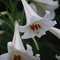 ♥︎◇近くも遠くもOK♪ ◇SIGMA 28-300mm PENTAX ◇美品 ◇近くも遠くもOK♪ ◇SIGMA シグマ 28-300mm PENTAX ペンタックス◇美