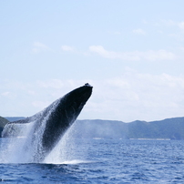 クジラの写真 画像 写真集 写真共有サイト Photohito