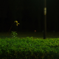 夜の黄緑
