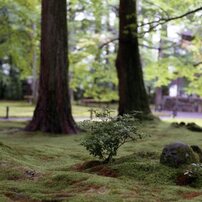 OTHERS(その他)のフィルムカメラヤシカ FX-3 SUPER 2000 で撮影した