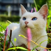 犬・猫(＾・ω・＾)