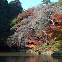 成田山の紅葉