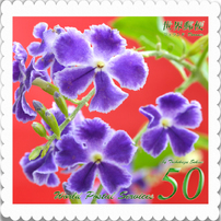 花切手＜2014年保存版(3)＞