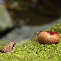 カエルたちの賛歌２