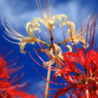 「花編」--ゴリの感動した写真館