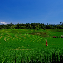 Bali 2014 (1)
