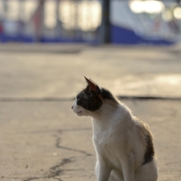 猫のいる風景　鞆の浦
