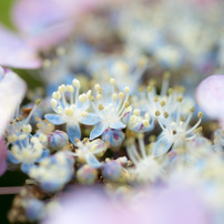 春から夏の花