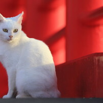 猫2