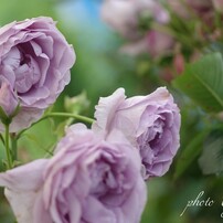 2014  秋　麗しの薔薇