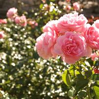 秋の薔薇園