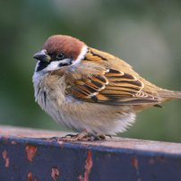 公園で撮った野鳥たち