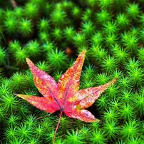 When I feel autumn