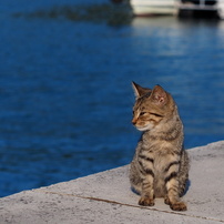 猫島行ってきたよ！