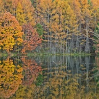 紅を纏った池