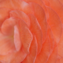 花屋での習慣