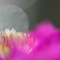 春の花の写真 画像 写真集 写真共有サイト Photohito