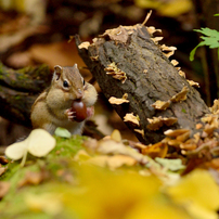 シマリスの写真(画像)・写真集 - 写真共有サイト:PHOTOHITO