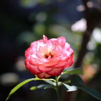 Photo-12