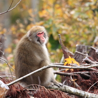 ニホンザルの春夏秋冬