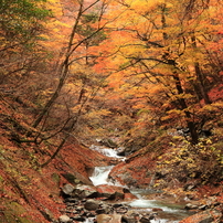 「H26紅葉編」--ゴリの感動した写真館