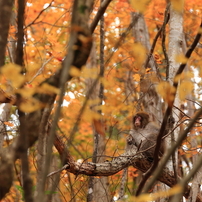 瞑想するサルたち