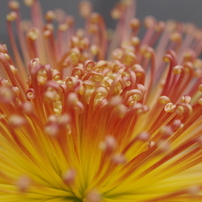 菊花スプラッシユ2