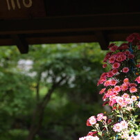 戸定菊花祭り。。。