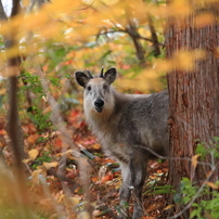 山で出会った仙人