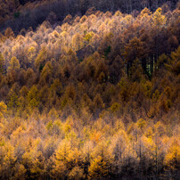 Fineart Portugal 2