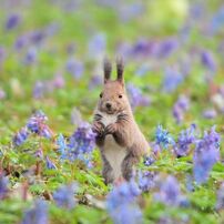 Secret flower garden