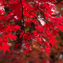 赤く紅くもっとあかく2