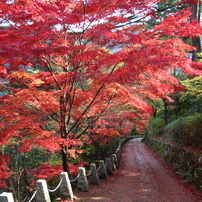 吉野山 秋の彩り