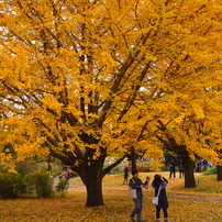 昭和記念公園 2014 秋