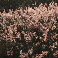 光の森