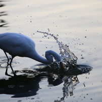 人馴れした鳥たち