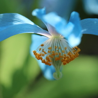 ヒマラヤに咲く青いケシの花