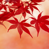 晩秋