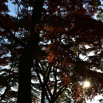 2014紅葉