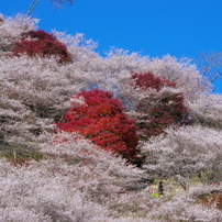 小原四季桜