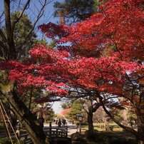 秋の兼六園