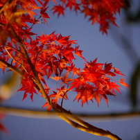 紅葉