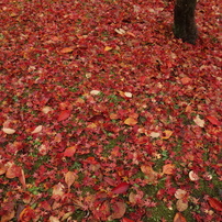 雨上がりの紅葉