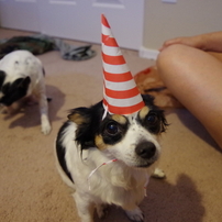犬・動物