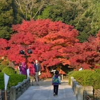 栗林公園の紅葉