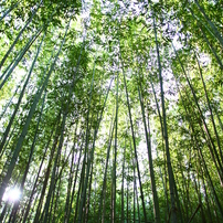 SIGMA(シグマ)のレンズ 24mm F1.8 EX DG ASPHERICAL MACRO (キヤノン用