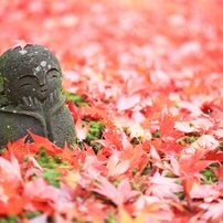 秋彩美～はじめての京都旅～