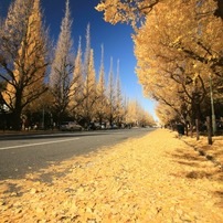 黄色い道